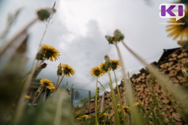 В Коми за минувшую неделю за медпомощью из-за укусов клещей обратилось 720 человек