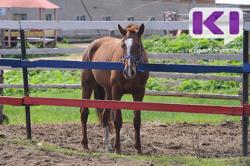 Под Сыктывкаром создадут спортивно-туристический кластер
