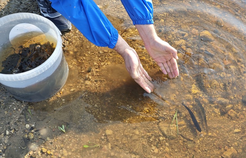 АО "Транснефть – Север" пополнило рыбные запасы Архангельской области 

