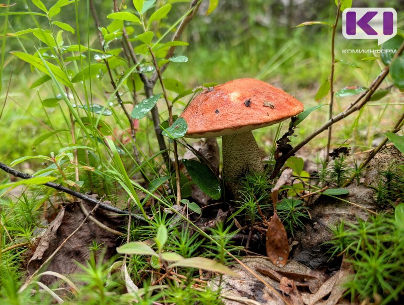 Посещение заказника "Белый" в Коми в этом сезоне станет проще  