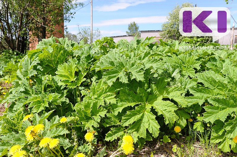 Мэрия Сыктывкара требует от предприятий и организаций города скосить траву и борщевик на прилегающих территориях