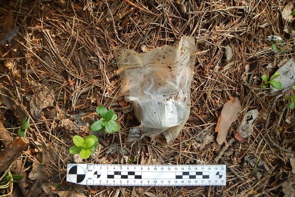 В Сысольском районе пресечена деятельность наркозакладчицы