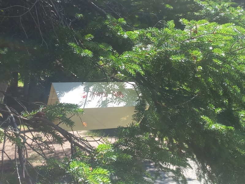 В Коми установят почти 2 тысячи феромонных ловушек для выявления шелкопряда и черного усача