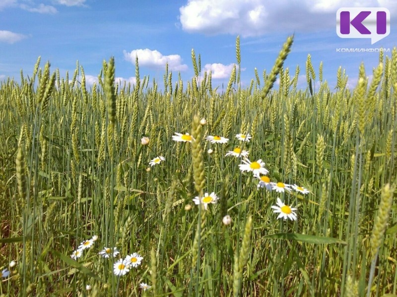 В Коми четыре из десяти обследованных клещей заражены боррелиозом