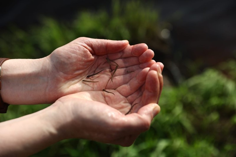 Сыктывкарский ЛПК выпустил в Вычегду более 1,7 млн мальков сига 
