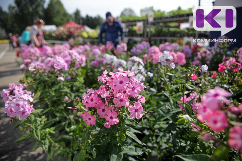 На улицах Эжвы высадят 21 тысячу цветов