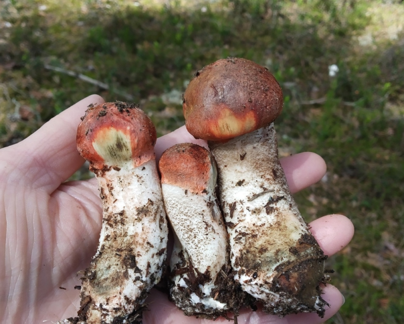 Старт "тихой охоты" в Коми: миколог рассказал о перспективах грибного сезона