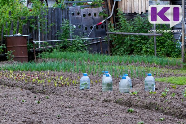 Заморозки ожидаются в 15 районах Коми