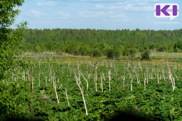 Жительницу Коми привлекли к ответственности за заросший земельный участок