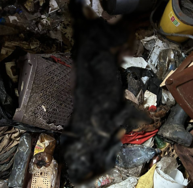 В Сыктывдинском районе полицейские проводят проверку по факту возможного жестокого обращения с животными