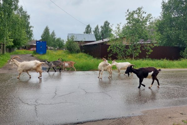 В Троицко-Печорске козы уничтожили труд Союза женщин