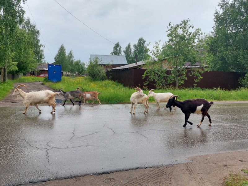 В Троицко-Печорске козы уничтожили труд Союза женщин