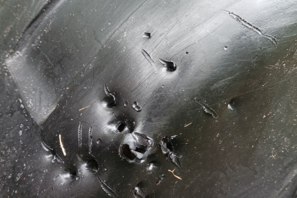 В Коми медведь 