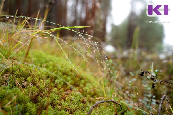 Погода в Коми 2 июля: дожди, на юге сильные