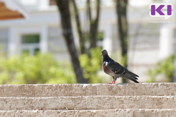 Погода в Коми 4 июля: +20...+25°С, в отдельных районах ливни