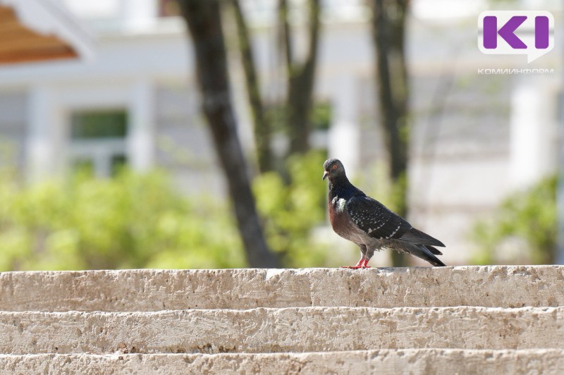 Погода в Коми 4 июля: +20...+25°С, в отдельных районах ливни
