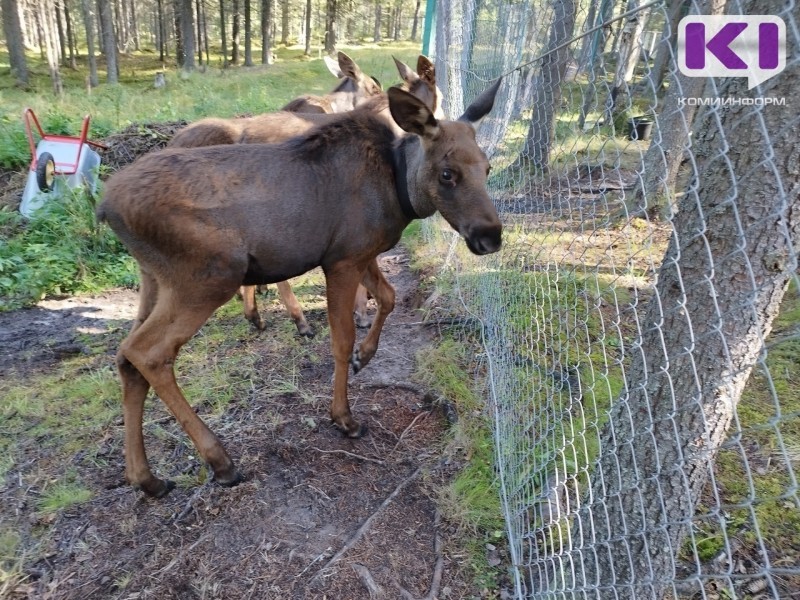 Строительство загона на лосеферме в Якше подорожало с 16 до 27 млн рублей 