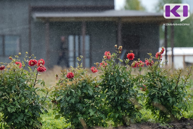 Погода в Коми 7 июля: небольшой дождь, юго-западный ветер