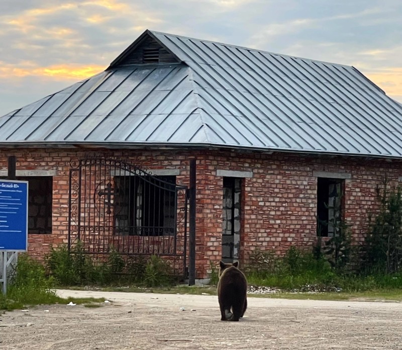 Непрошеный гость: медведь гулял около кладбища в районе поселка Белый-Ю под Печорой 