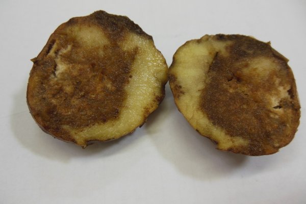 В Минсельхозе Коми рассказали, как защитить картофель и томаты от фитофтороза