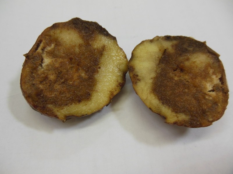 В Минсельхозе Коми рассказали, как защитить картофель и томаты от фитофтороза