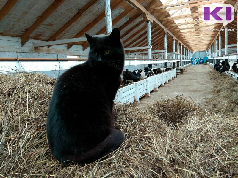 Непогода не остановила кормозаготовку в Коми, фермеры ищут погодные "окна"