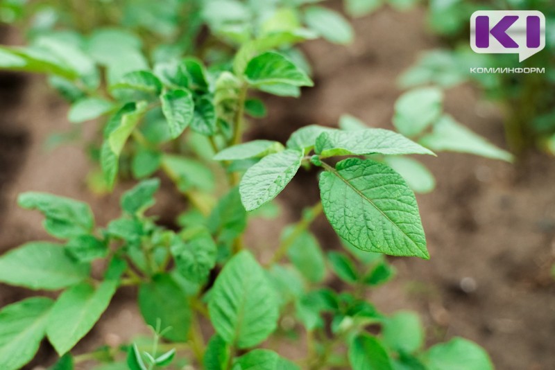 Эксперты Минсельхоза и Россельхозцентра проводят мониторинг посевов в районах Коми