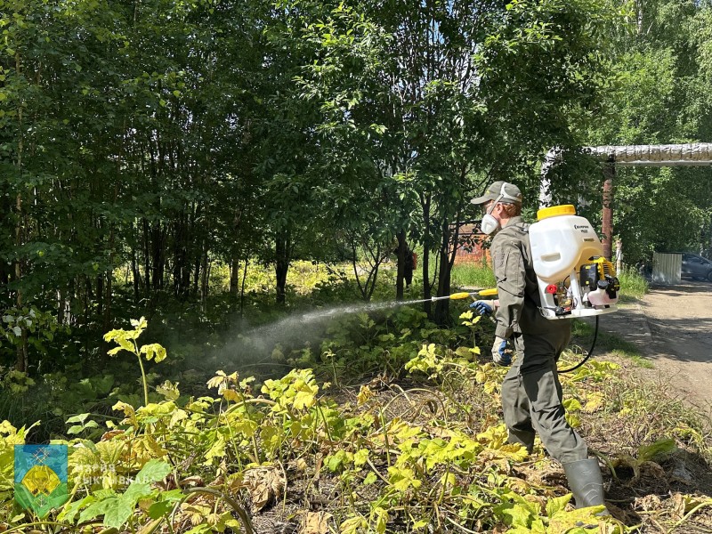 В Сыктывкаре продолжается кампания по борьбе с борщевиком