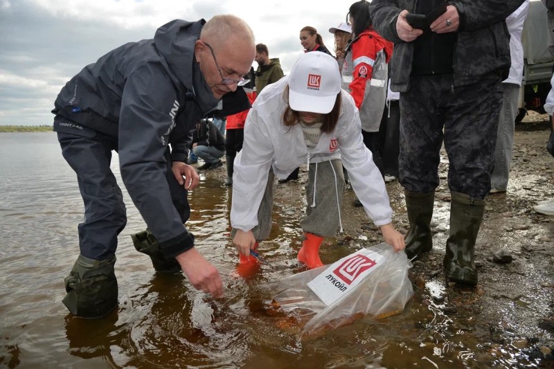 В реку Усу выпустили мальков сига