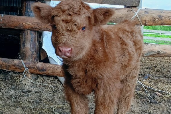На ферме в Коми на свет появилась 