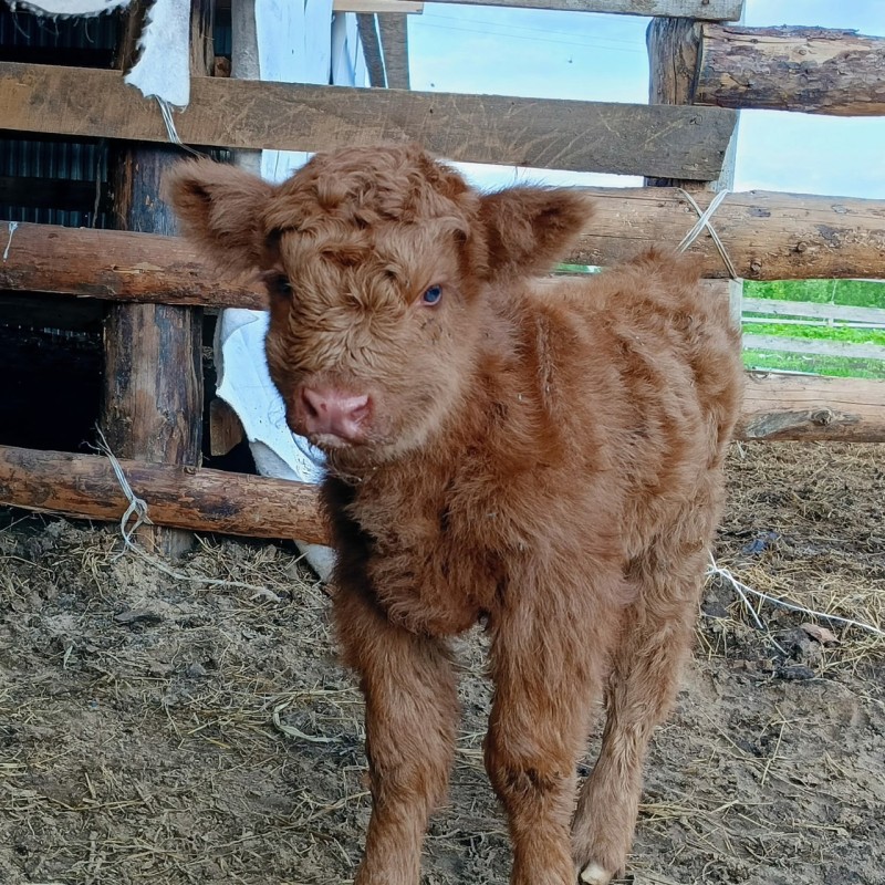 На ферме в Коми на свет появилась "девочка" шотландской породы с ярко-голубыми глазами