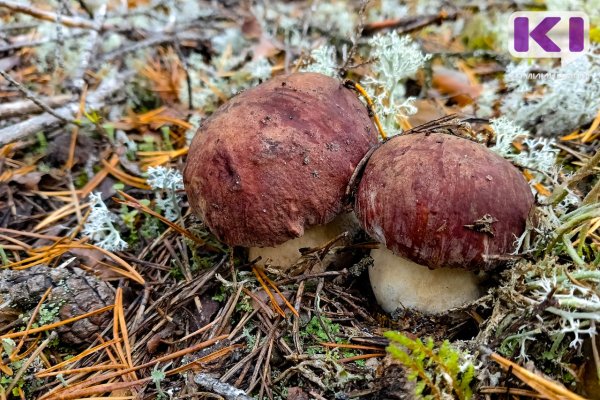 В конце недели в лесах Коми потерялись четыре человека, в том числе ребенок 