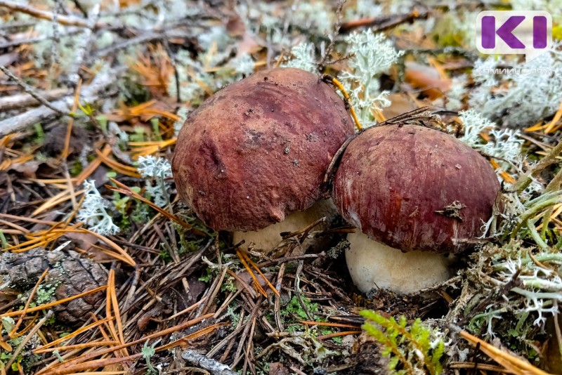 В конце недели в лесах Коми потерялись четыре человека, в том числе ребенок 