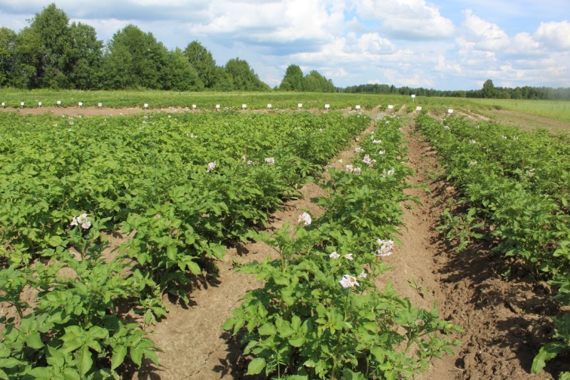 В Коми выросли объемы производства картофеля и овощей