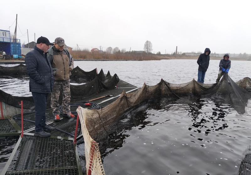 В Коми выросли промышленные выловы рыбы