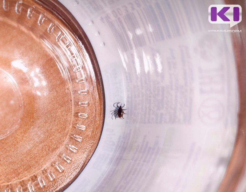 За неделю в Коми зафиксировано 207 случаев укусов клещей

