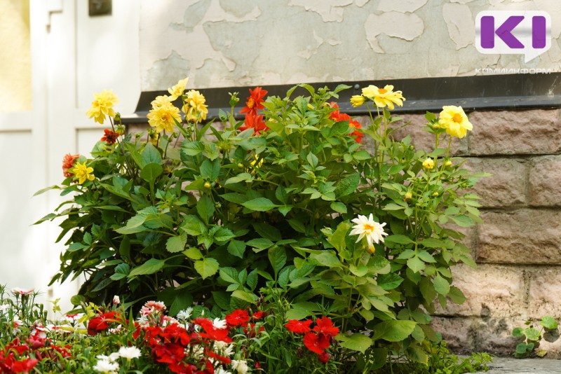 Погода в Коми 19 июля: местами кратковременный дождь, в Сыктывкаре без осадков