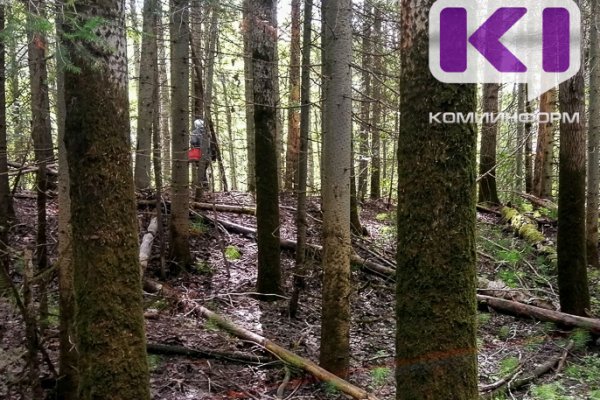 В Сысольском районе пенсионерка провела ночь в лесу в поисках выхода из чащи