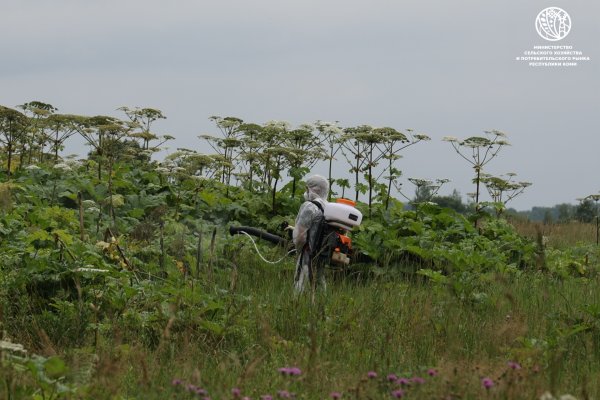 Минсельхоз Коми применит опыт Московской области в борьбе с борщевиком