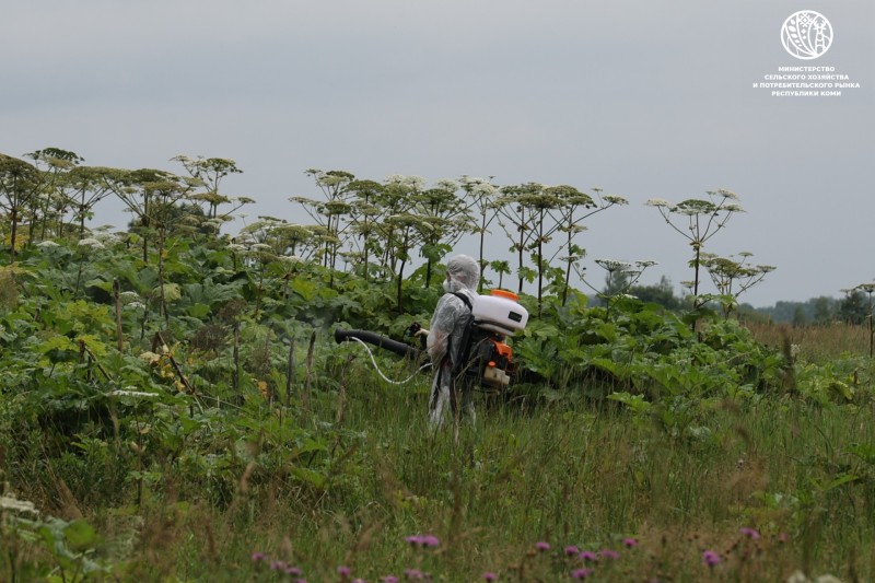 Минсельхоз Коми применит опыт Московской области в борьбе с борщевиком