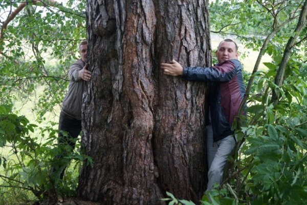 Сосна из Прилузья борется за первенство в конкурсе 