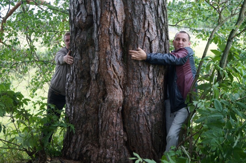 Сосна из Прилузья борется за первенство в конкурсе "Российское дерево года-2025"
