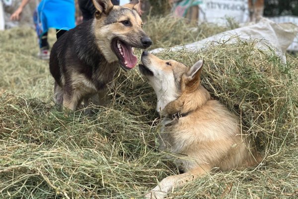 Сыктывкарский приют для собак 