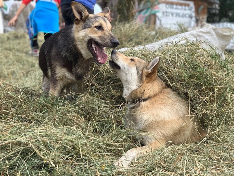 Сыктывкарский приют для собак "Друг" нуждается в волонтерах для заготовки сена на зиму
