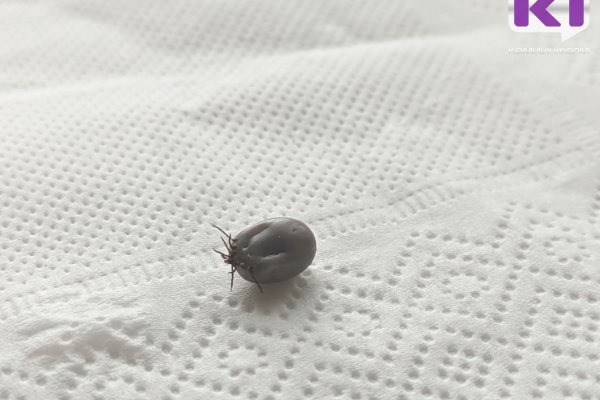 103 жителя Коми пострадали от клещей за неделю