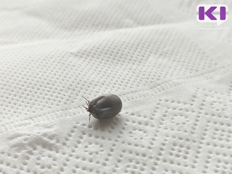 103 жителя Коми пострадали от клещей за неделю