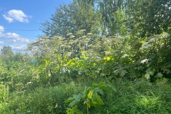 В Сыктывкаре показали, как идет борьба с борщевиком