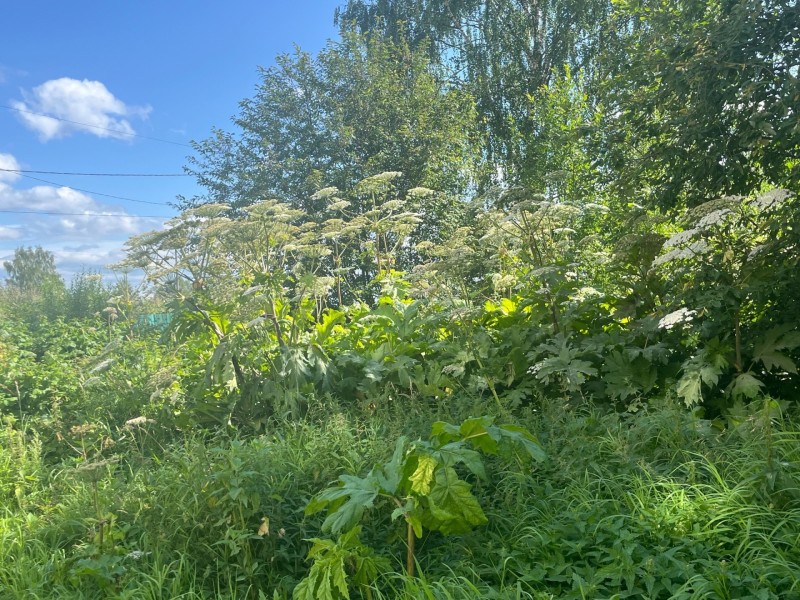 В Сыктывкаре показали, как идет борьба с борщевиком