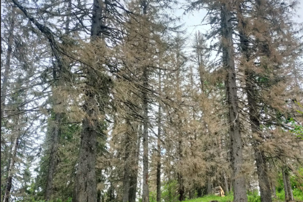 В районе тропы к могиле ученого Андрея Журавского в Усть-Цилемском районе массово гибнут хвойные деревья