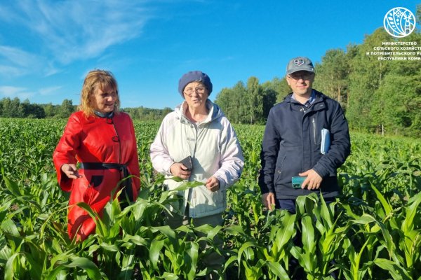 В Коми растет кукуруза на силос

